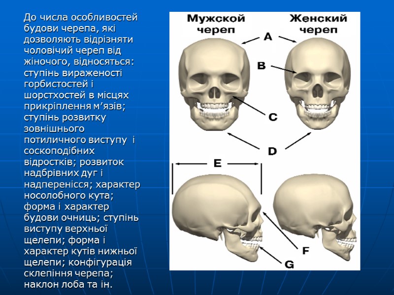 До числа особливостей будови черепа, які  дозволяють відрізняти чоловічий череп від жіночого, відносяться: